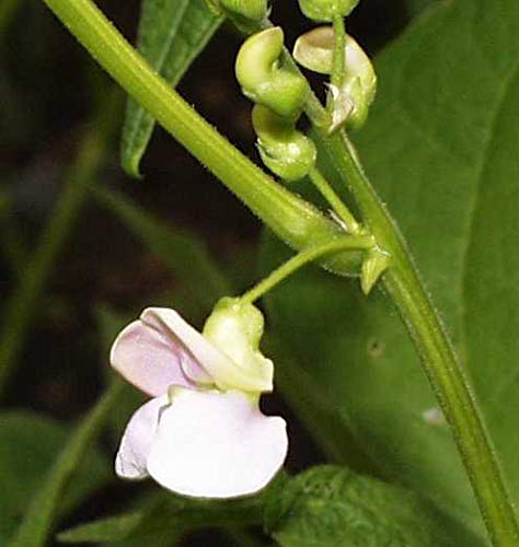 Organic Navy Beans