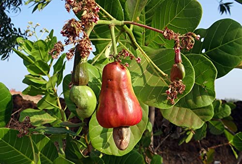 Organicc Cashew Nuts