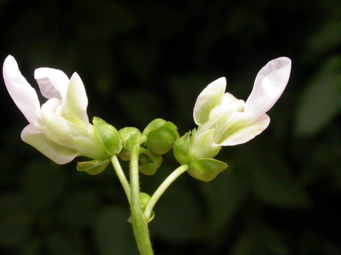 Organic Black Beans