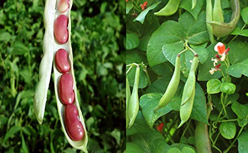 Dark Red Kidney Beans