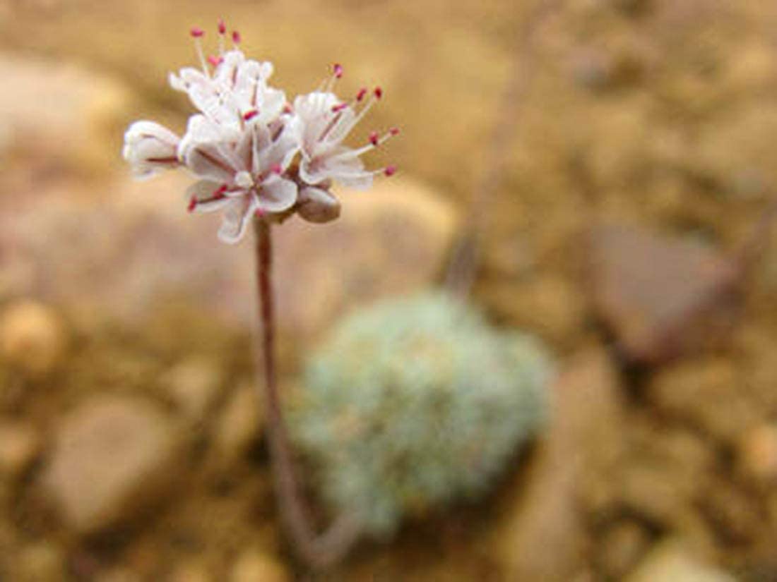 Organic Buckwheat Groats