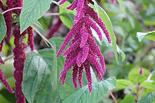 Organic Amaranth