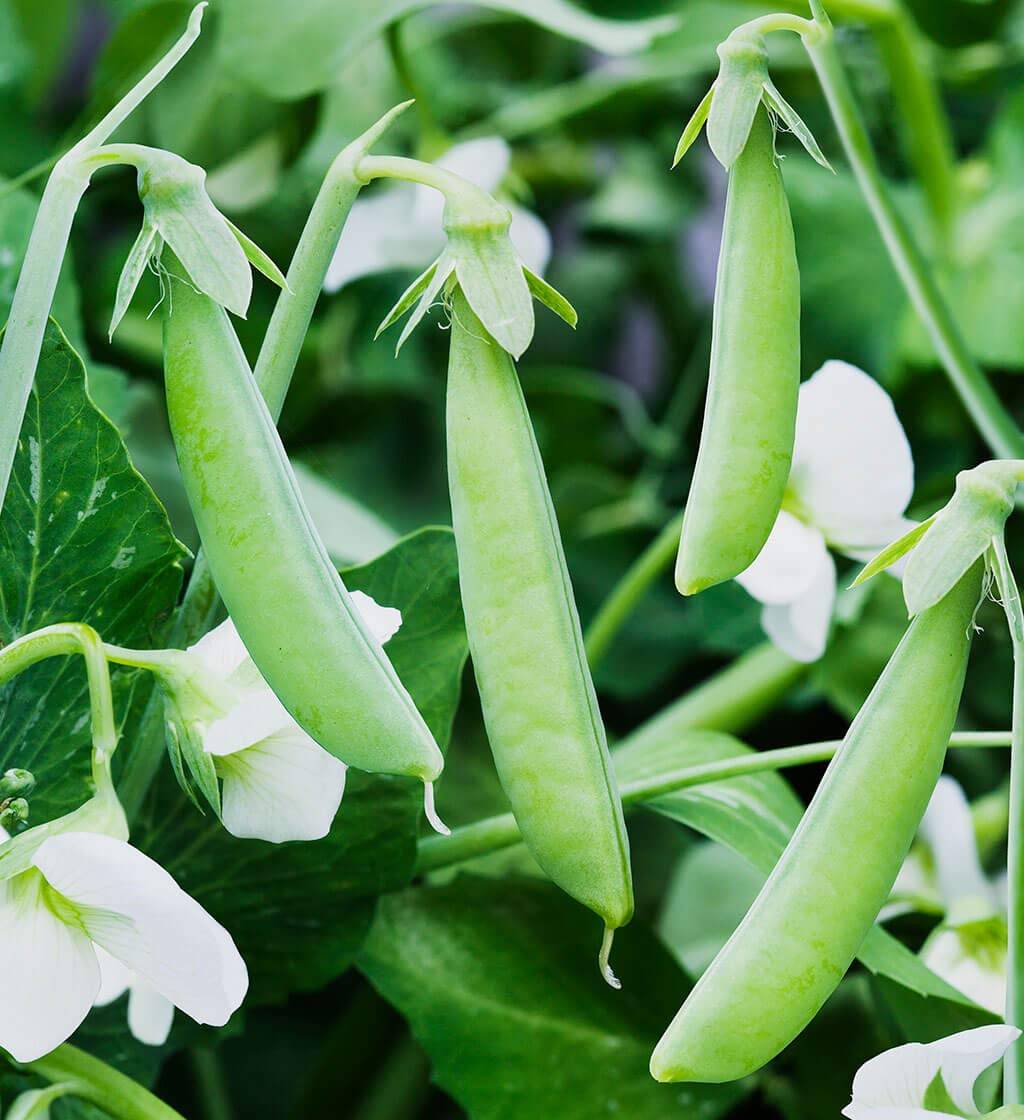 ORGANIC GREEN SPLIT PEAS