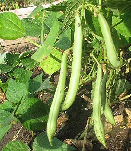 Organic Navy Beans