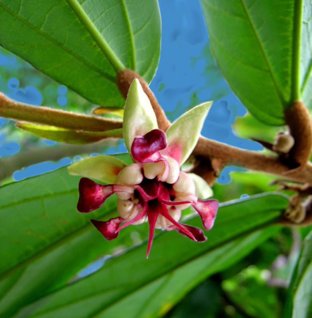 Goji Berry