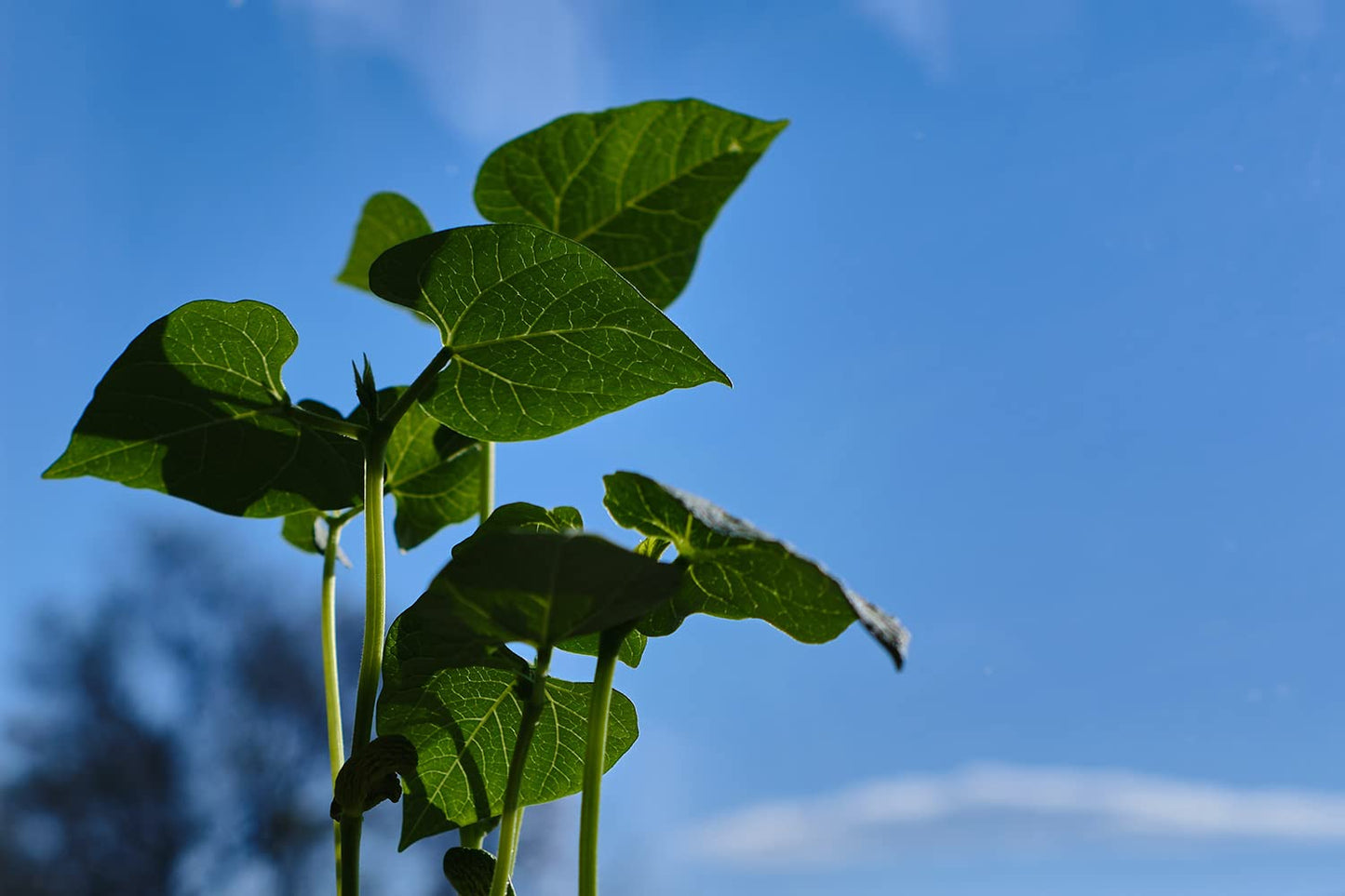 Organic Great Northern Beans