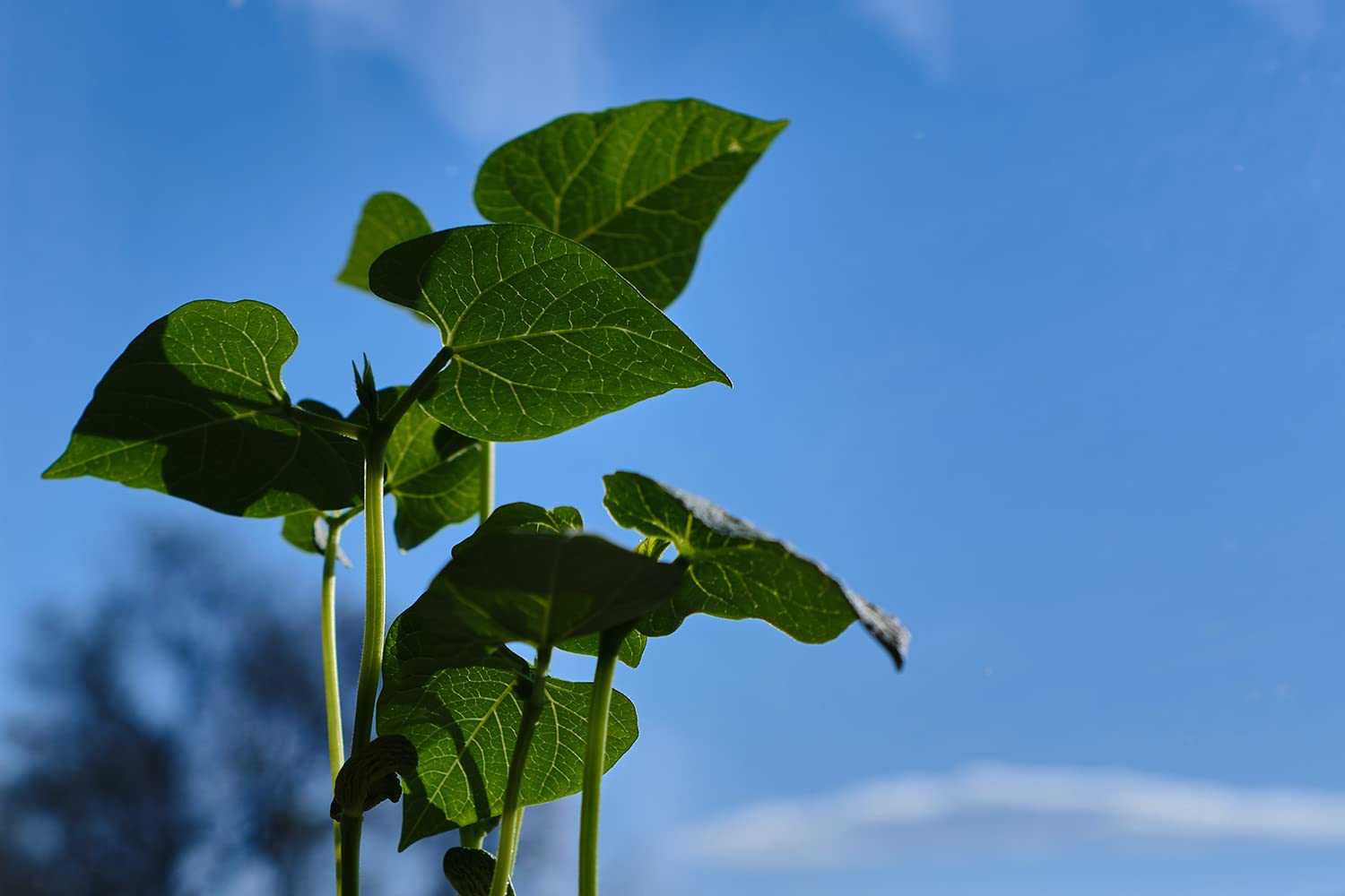 Organic Great Northern Beans