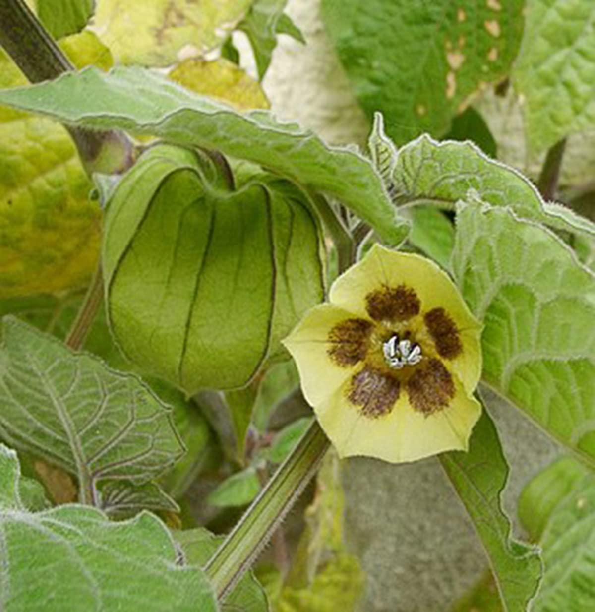 Organic Golden Berry