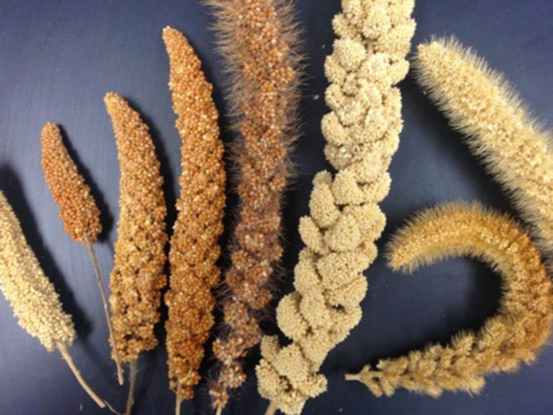 Organic Proso Millet