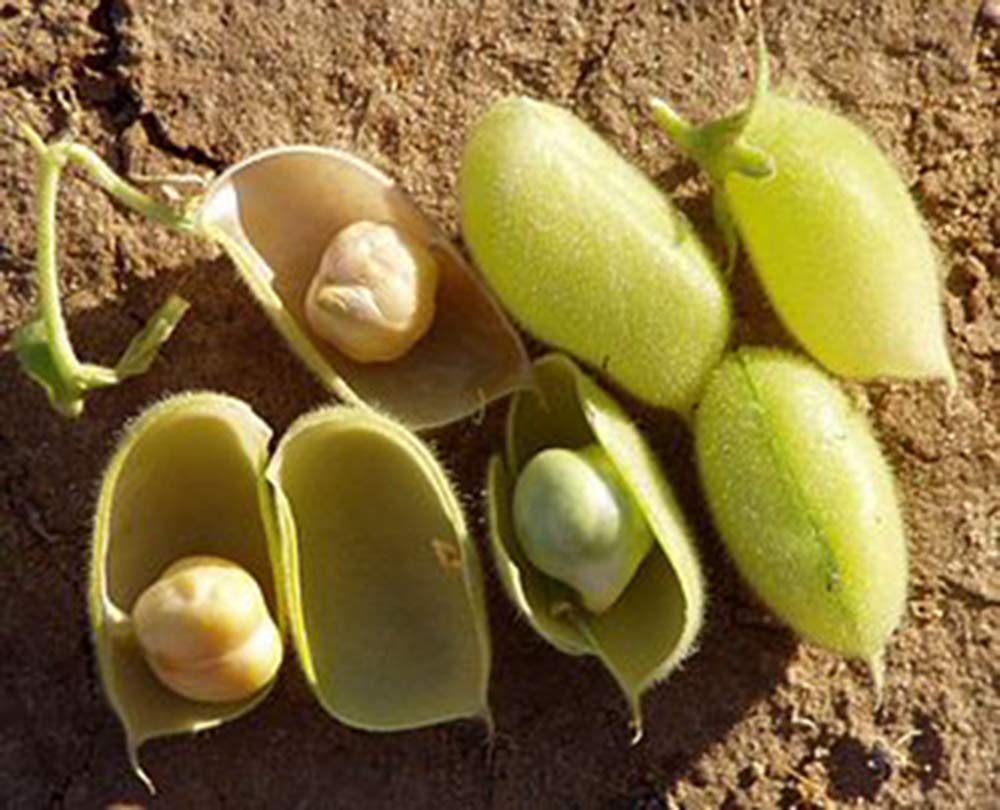 Chickpeas Grabanzo Beans