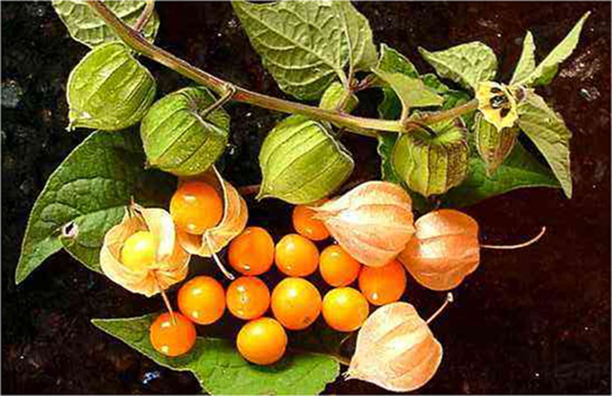 Organic Golden Berry