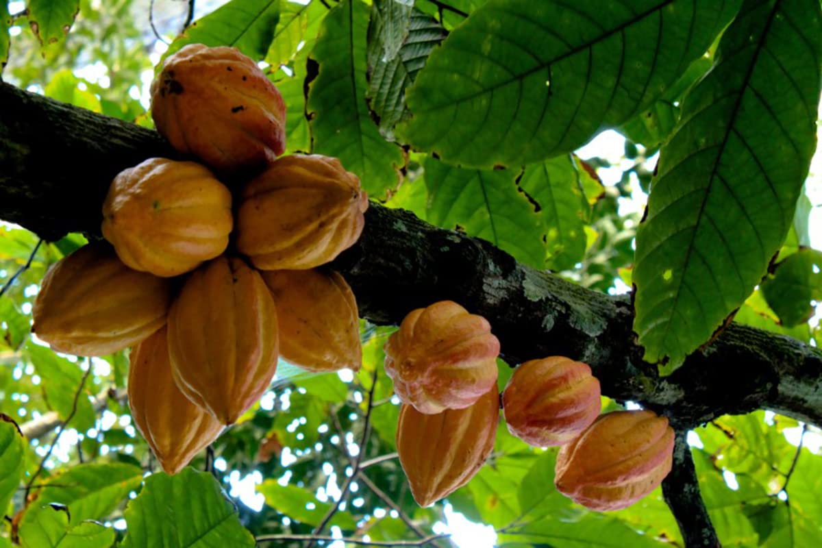 Organic Cacao Nibs