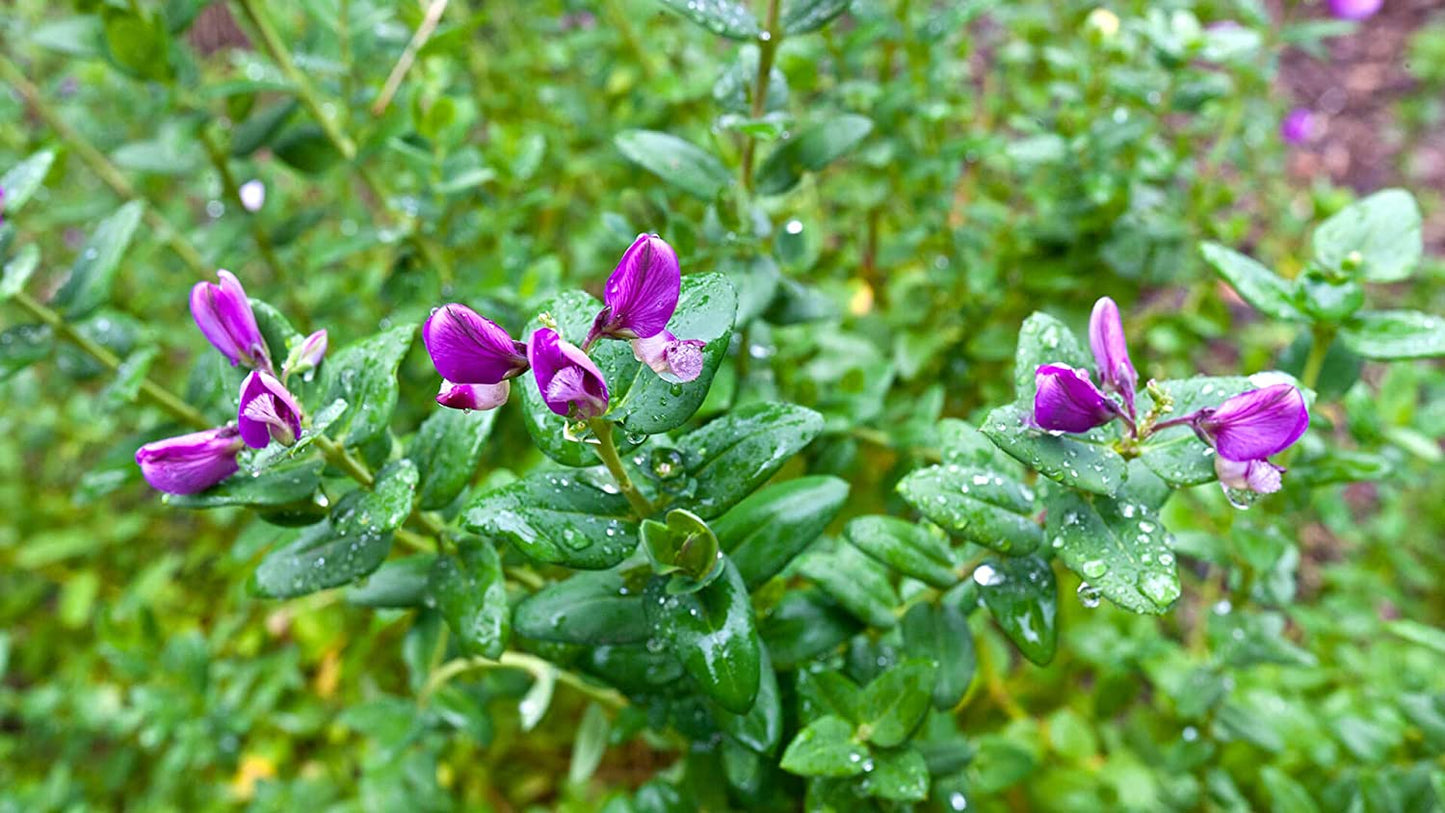 ORGANIC GREEN SPLIT PEAS