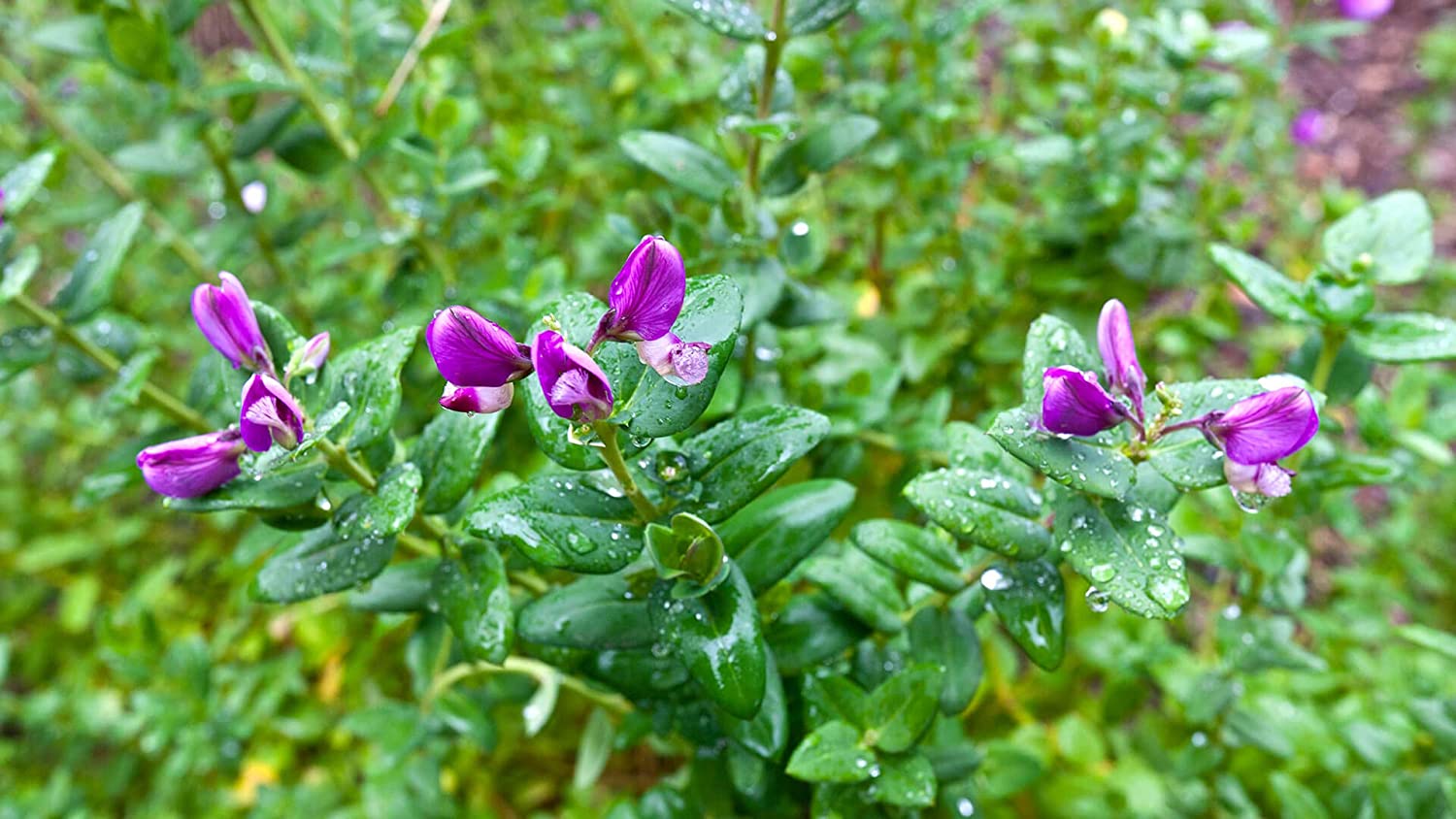 ORGANIC GREEN SPLIT PEAS
