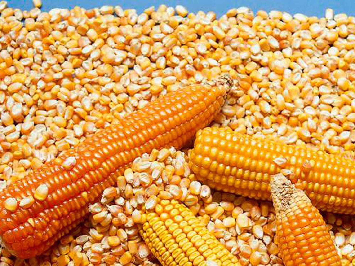 Organic Popcorn