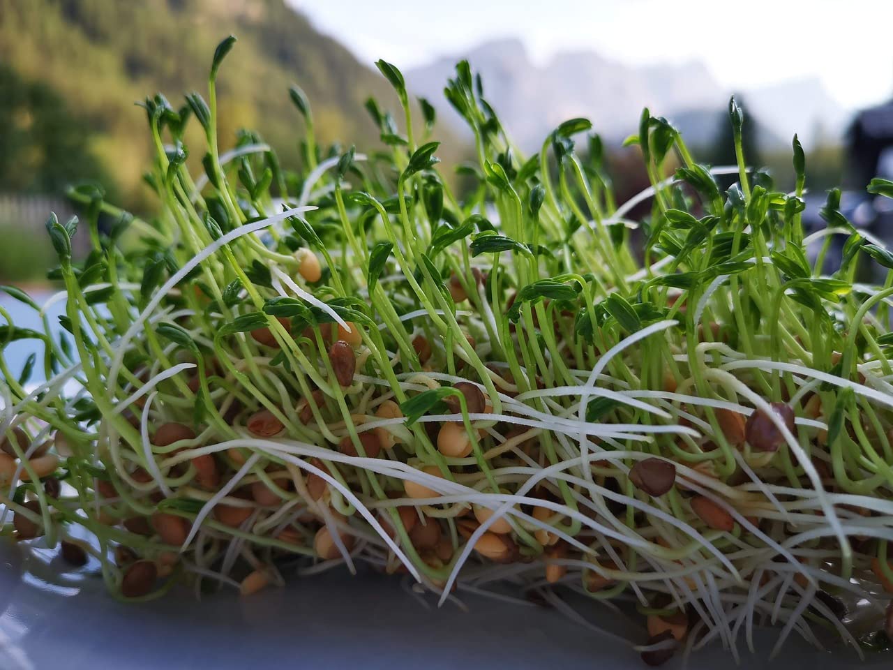 Organic Green Lentils