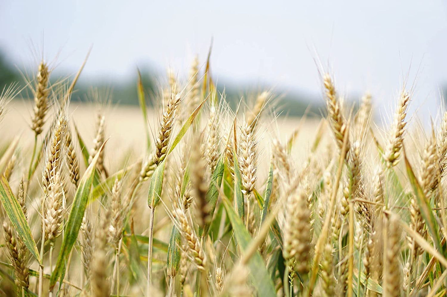 Organic Pearled Farro