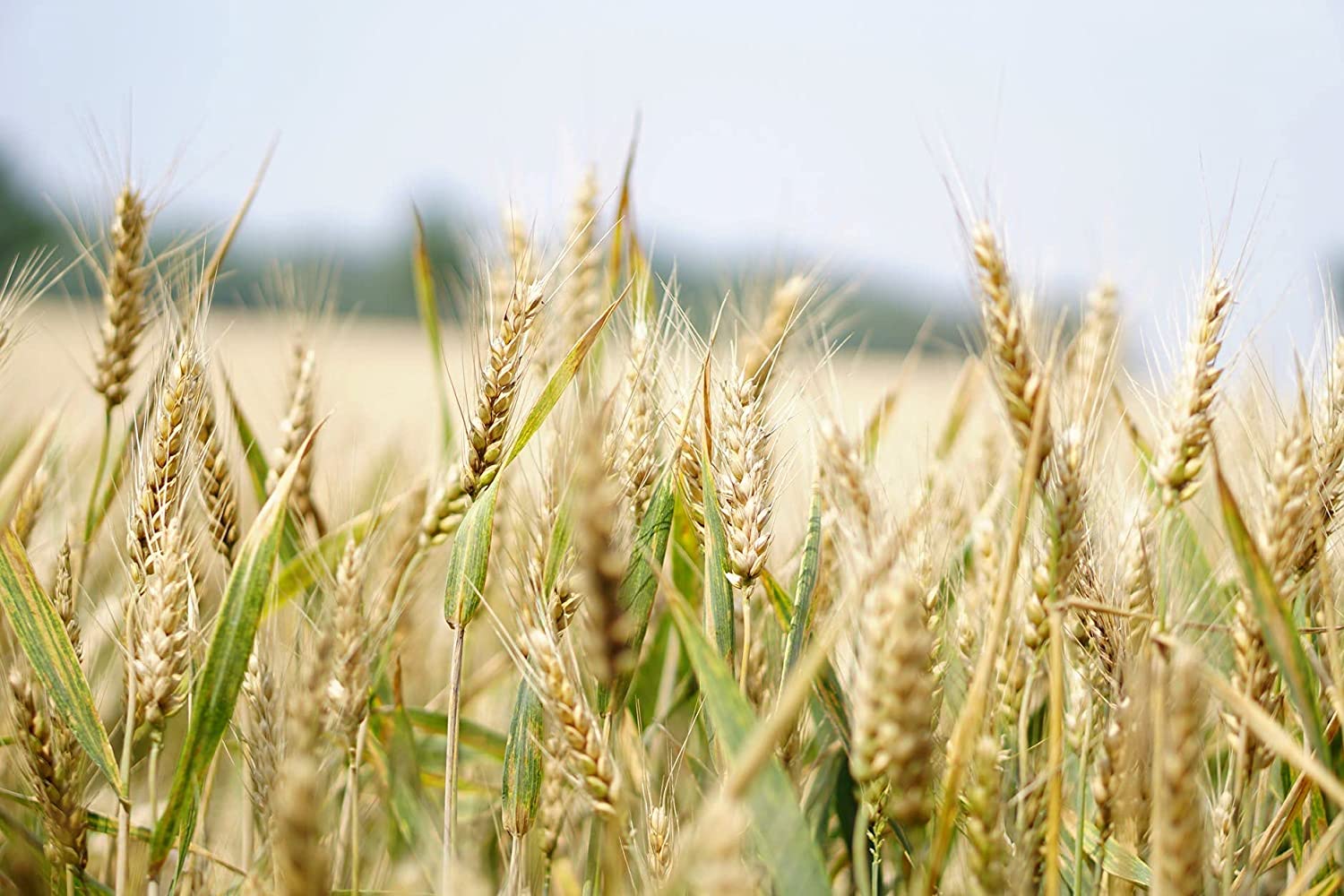 Organic Pearled Farro