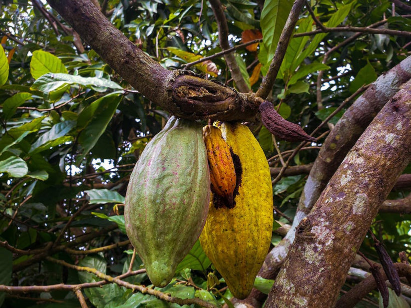 Cacao Butter Wafers