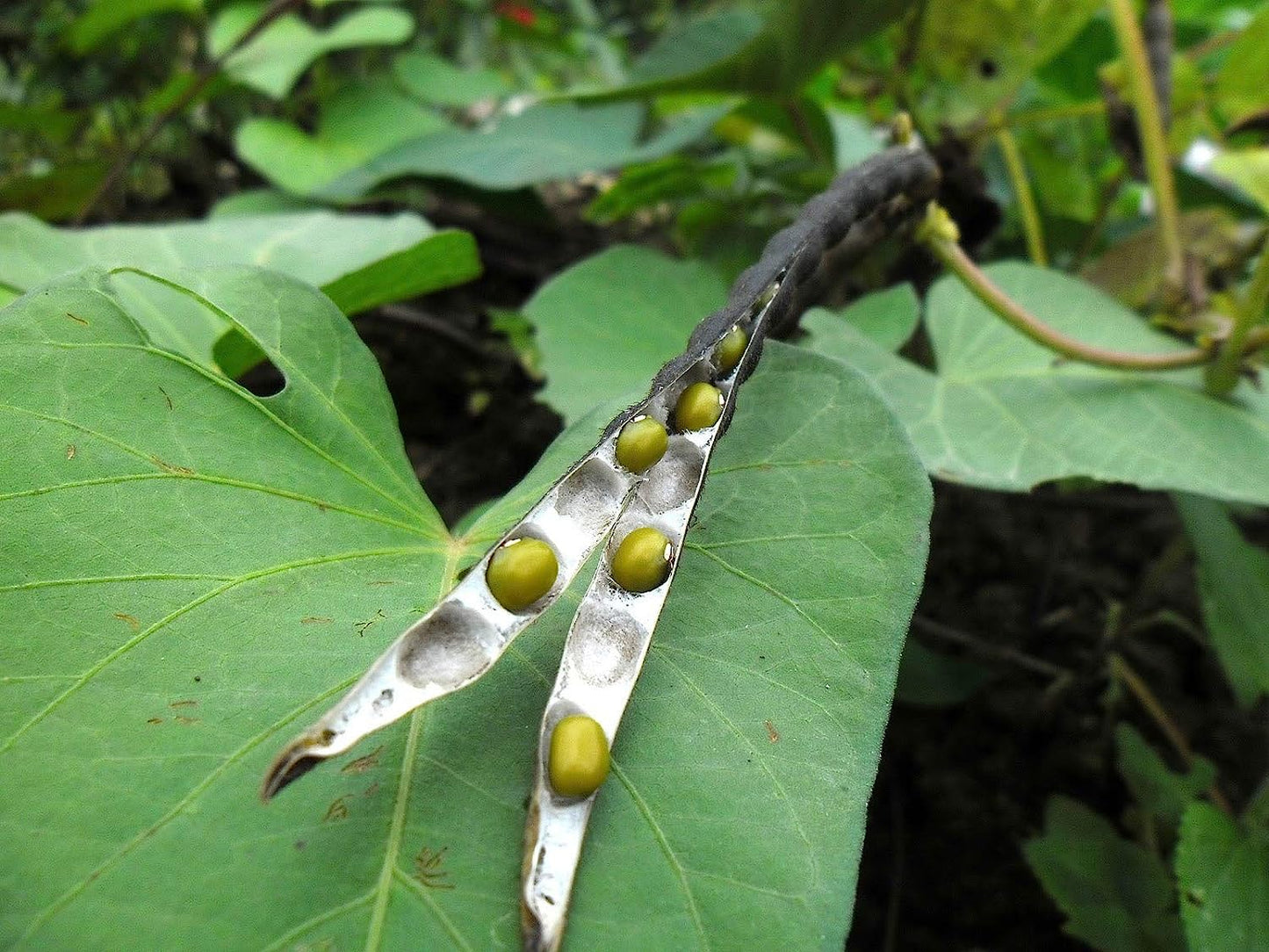 Organic Navy Beans