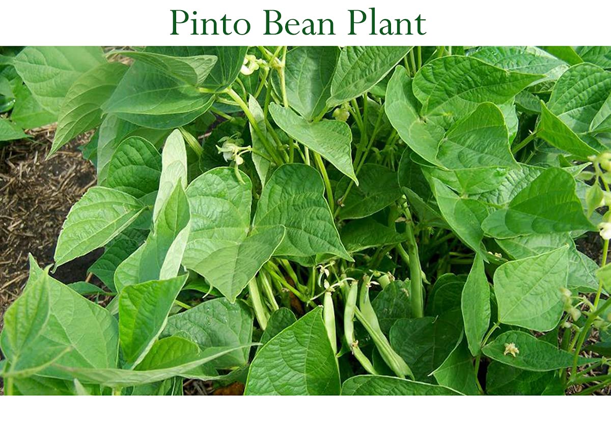 Organic Pinto Beans