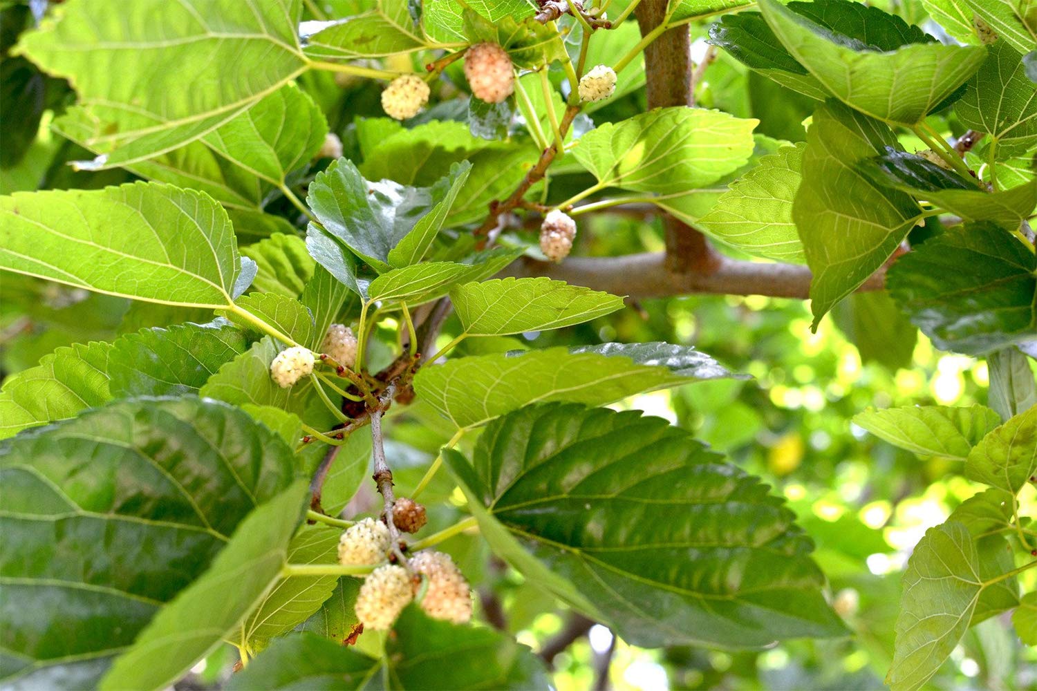 Organic Mulberry White