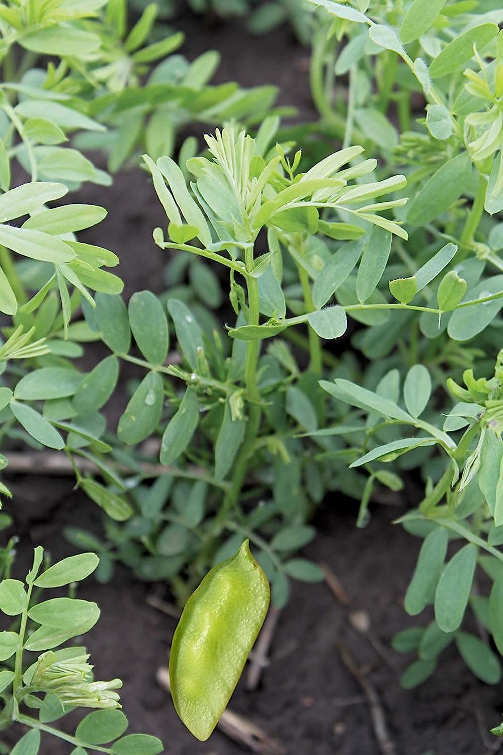Organic French Green Lentils