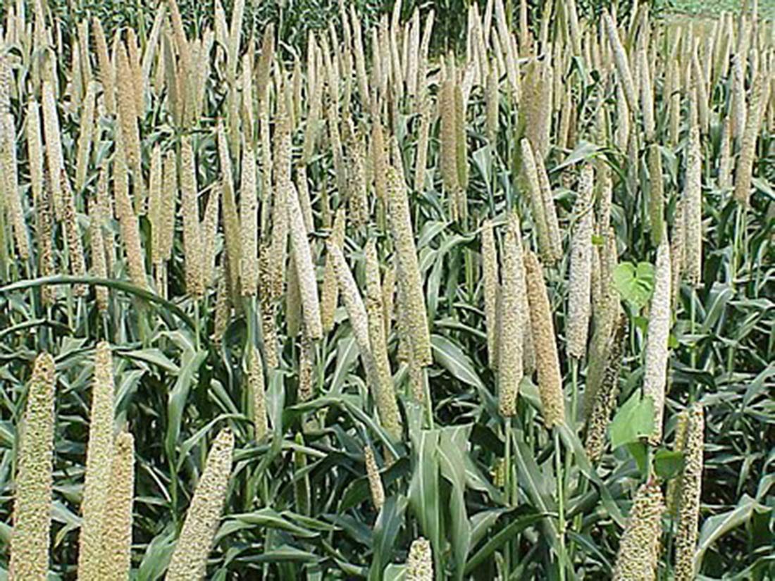 Organic Proso Millet