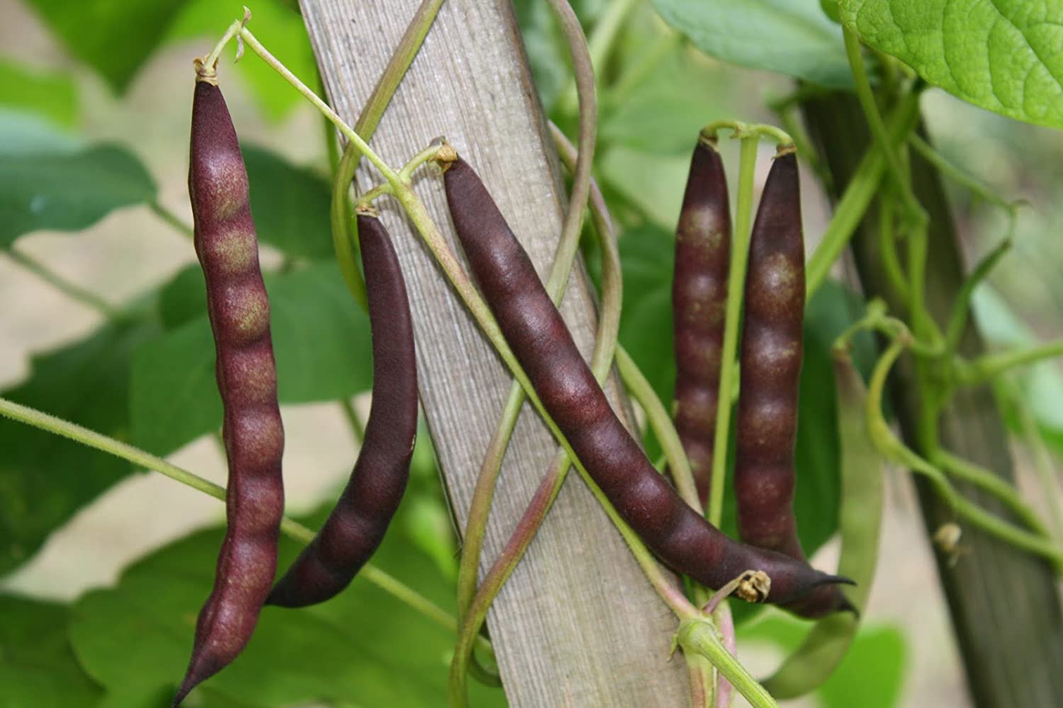 Organic Black Beans