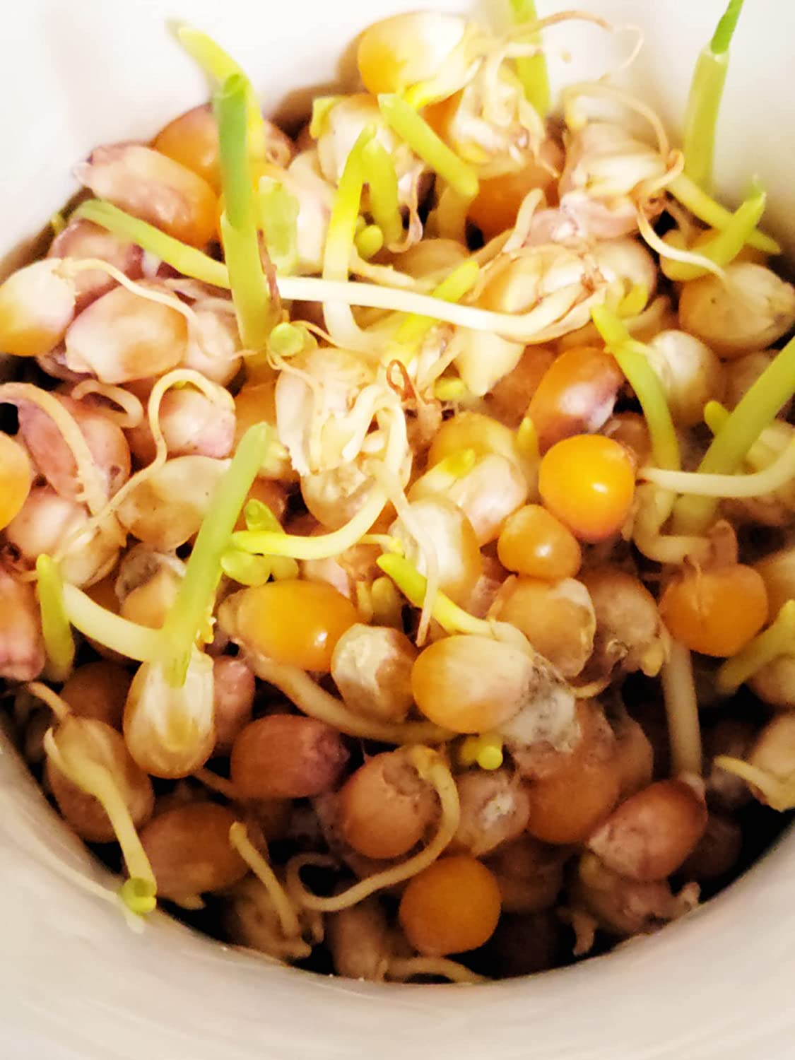 Organic Popcorn