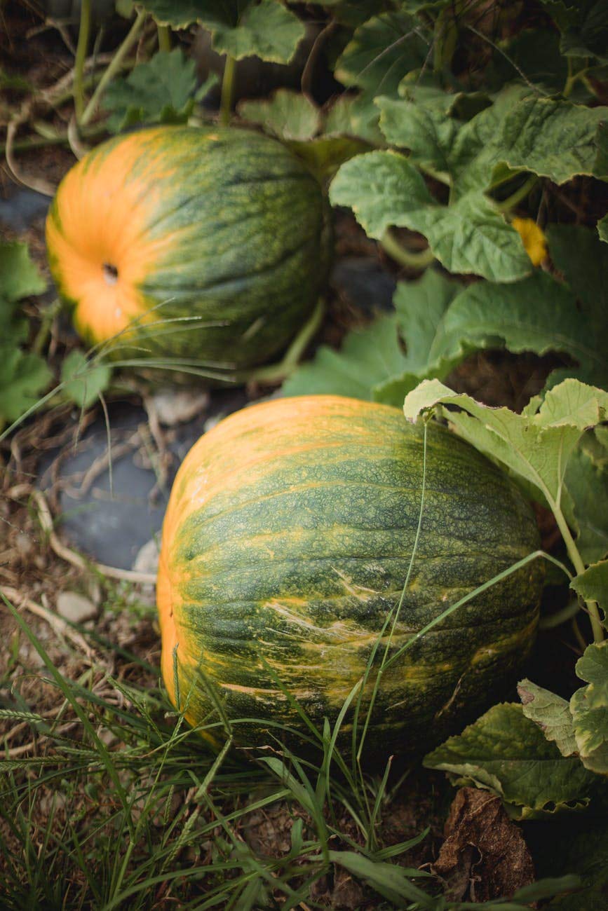 Organic Pumpkin Kernels