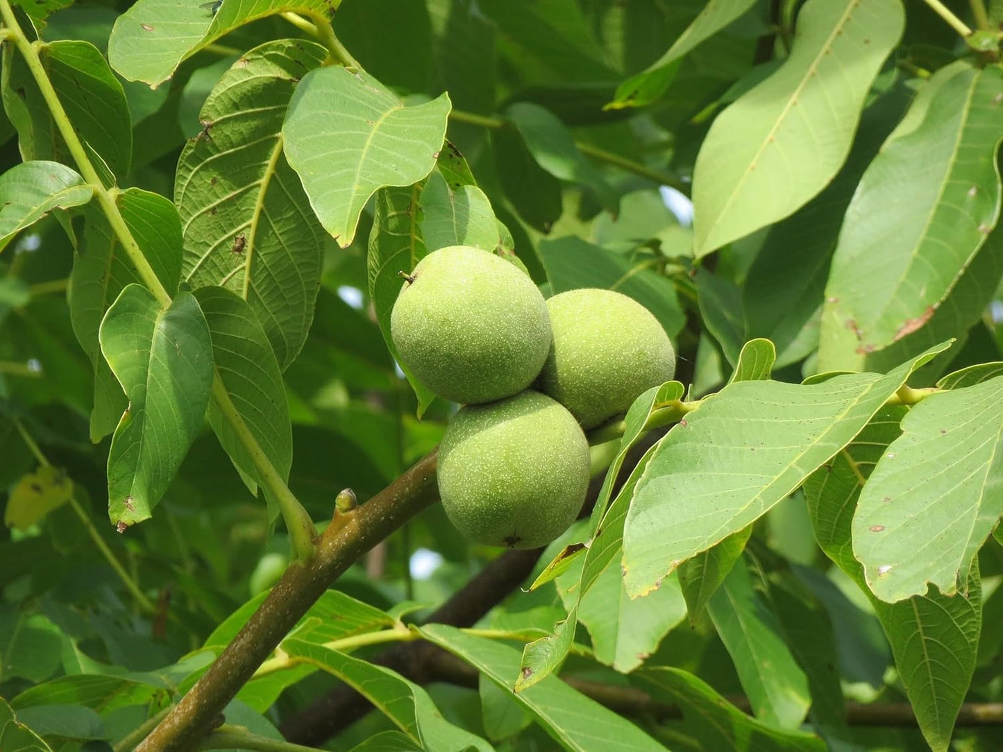 Organicc Walnut