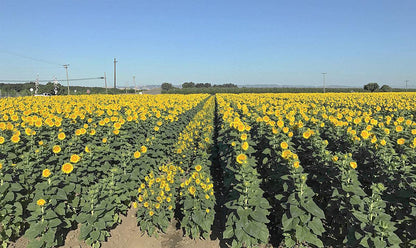 Organic Sunflower Kernels