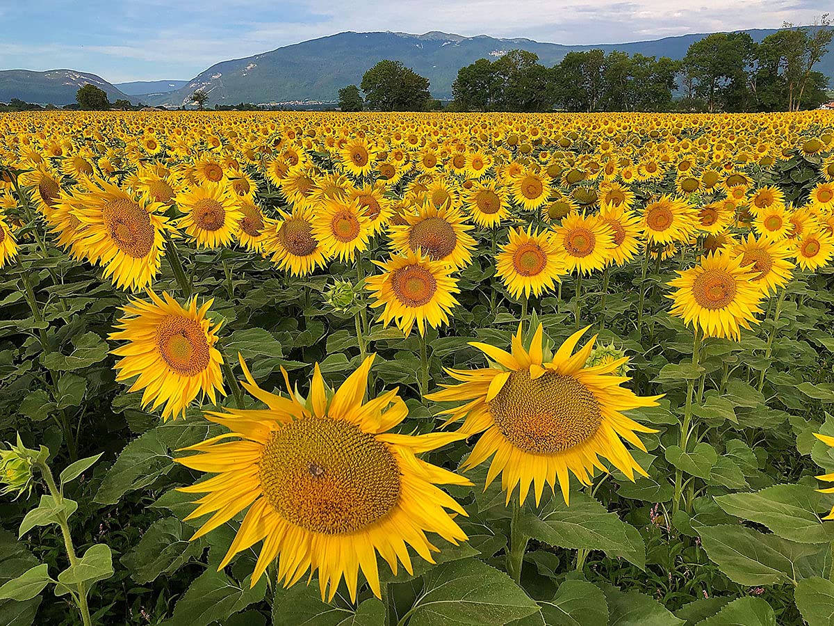 Organic Sunflower Kernels